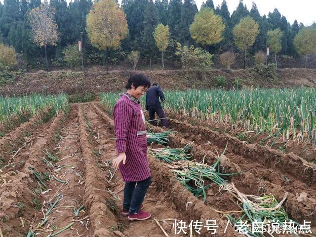 苗发勇|济南章丘大葱价格高,葱农们很无奈,看看他们说的