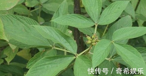 土高丽参|农村的这3种野菜可以开胃建脾，补中益气，一起来看看吧