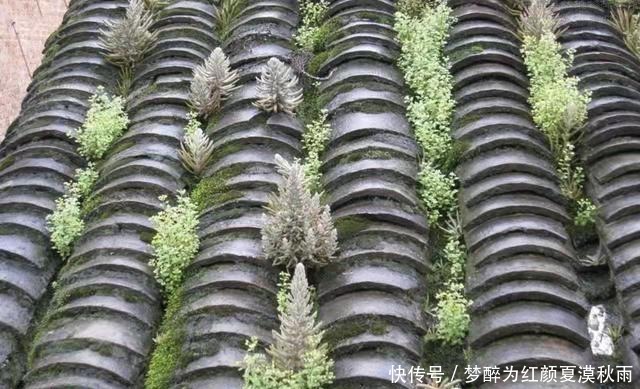 过年回老家,看看屋顶,有没有“房神”这可不是野草,这是福气