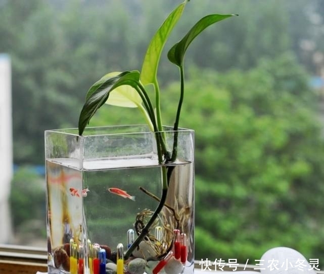 水培绿萝的时候用点这, 生根发芽全部加倍