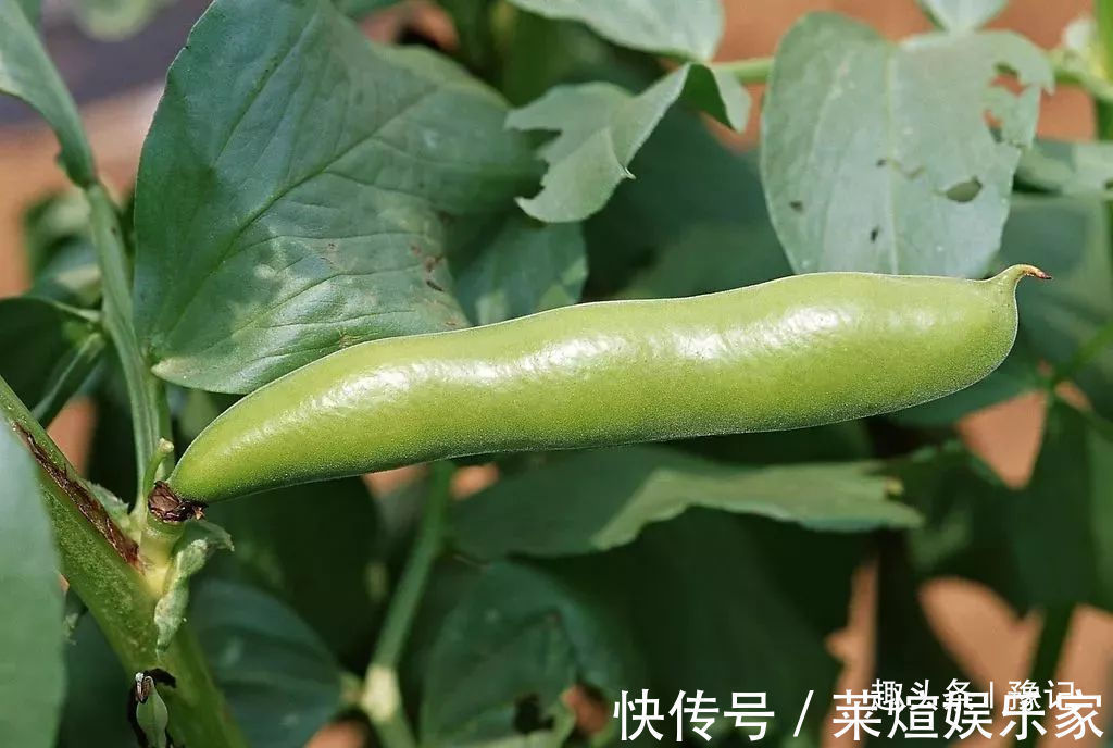 有一种食物鸡不叨猪不拱，却是豫中人餐桌必备的三鲜之一