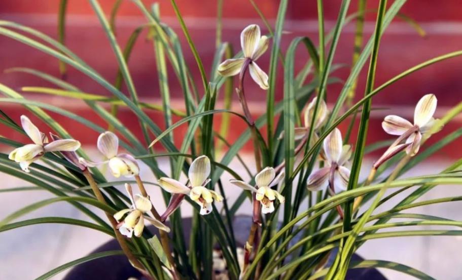 新手花友给兰花换盆,提前了解5个要点,根壮叶绿长势旺