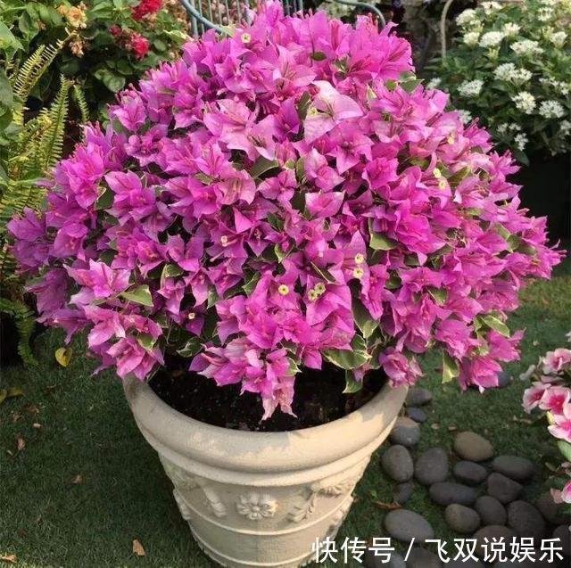 三角梅不开花春天记得做好2点,花芽嗖嗖冒,一年开花180天