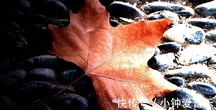 七律$诗词/七律《秋怀》