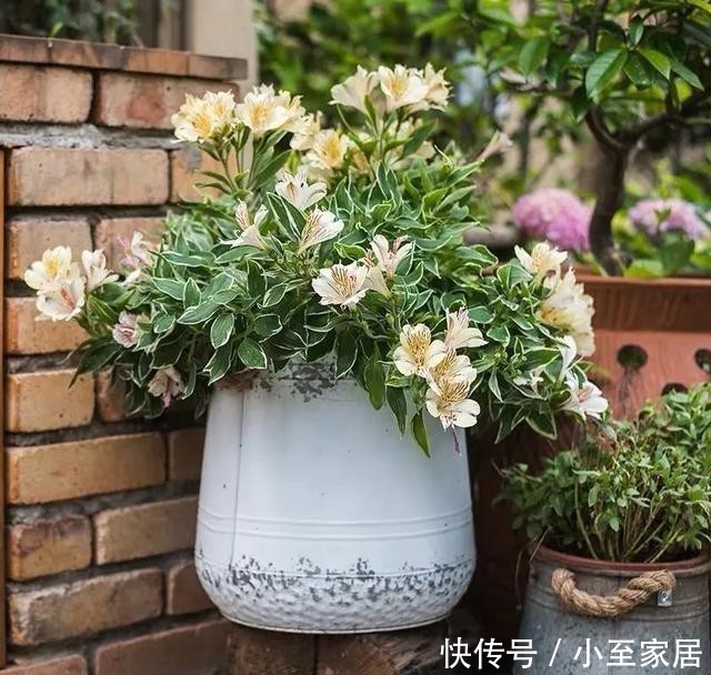 精神|天冷养花,浇水注意做好这“四不”,叶绿根壮、越养越精神!