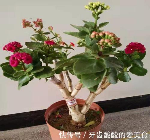 玉树嫁接长寿花,1树开3色,谁见谁喜欢