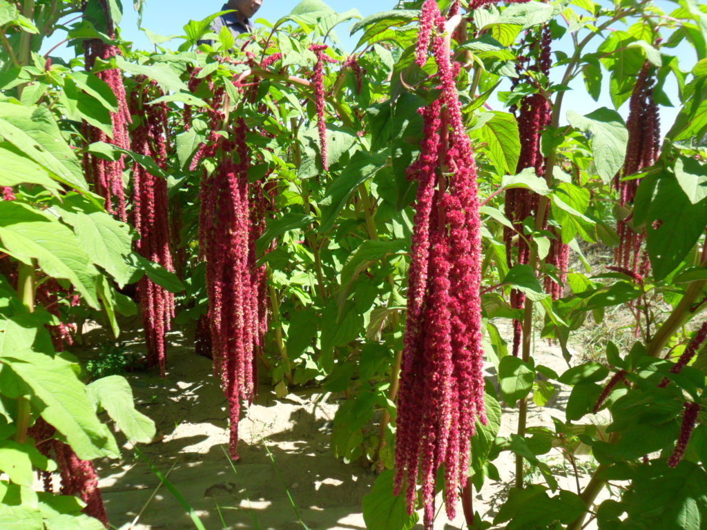 止痛|农村无人问津的野草,能清热解毒,止痛止痒,降血压,你认识吗