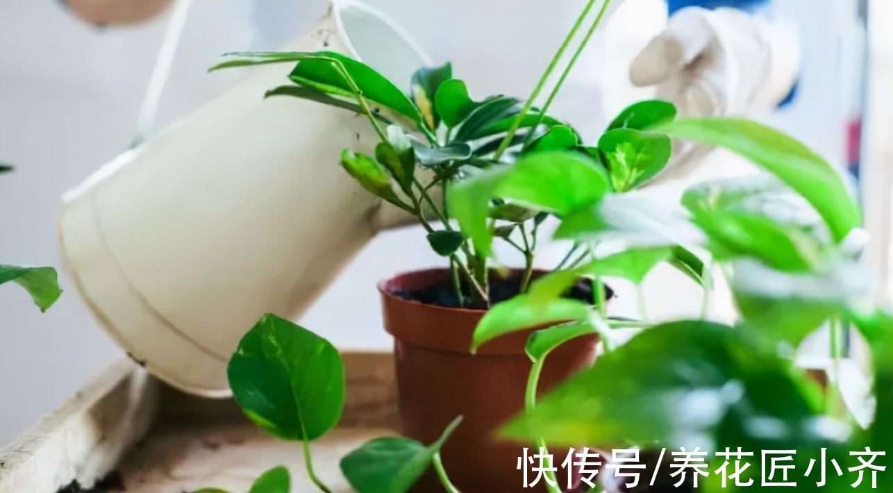 浓度|养花新手浇水，6种属于“夺命水”，别再给花浇了