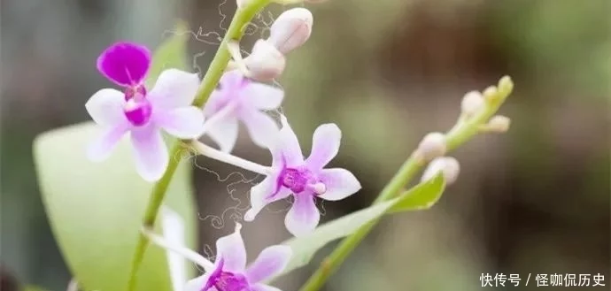 十大名花惊艳千年---阳光笙箫支剑笙博客