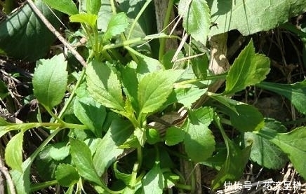 活血|农村常吃的几种野菜清热解毒、活血排脓,来看看你都认识吗?