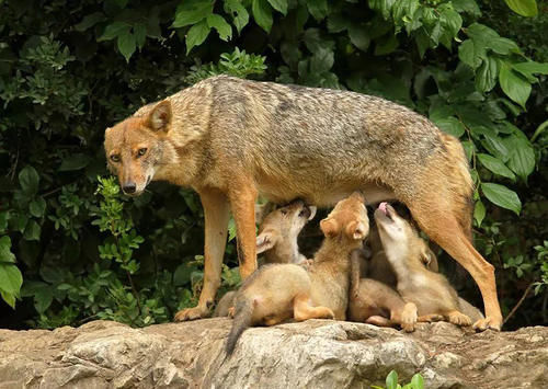 武陵|江西武陵岩山高林密，石怪洞幽、原始古朴，带你去看最美的风景
