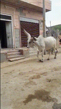 |搞笑GIF:这可能不是最吓人的 但绝对是挨揍最多的