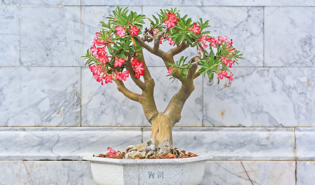 这6种花适合小盆养，用小盆，少管它，反而越长越旺，花开爆盆