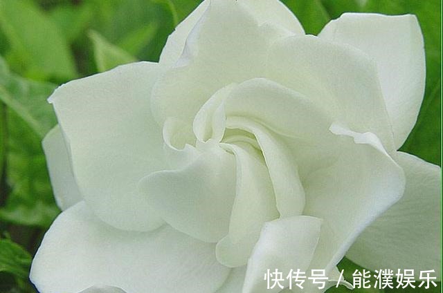 栀子花、茉莉花用塑料瓶扦插,装点水就生根,新手也能用!