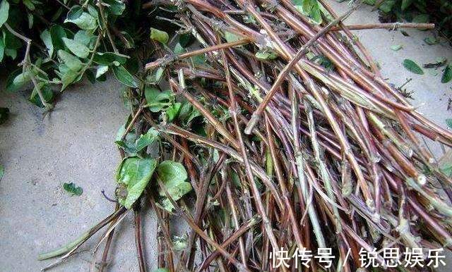 花友们|“2种花”现在扦插正好,剪个枝插盆里,易生根,很快长出一大盆