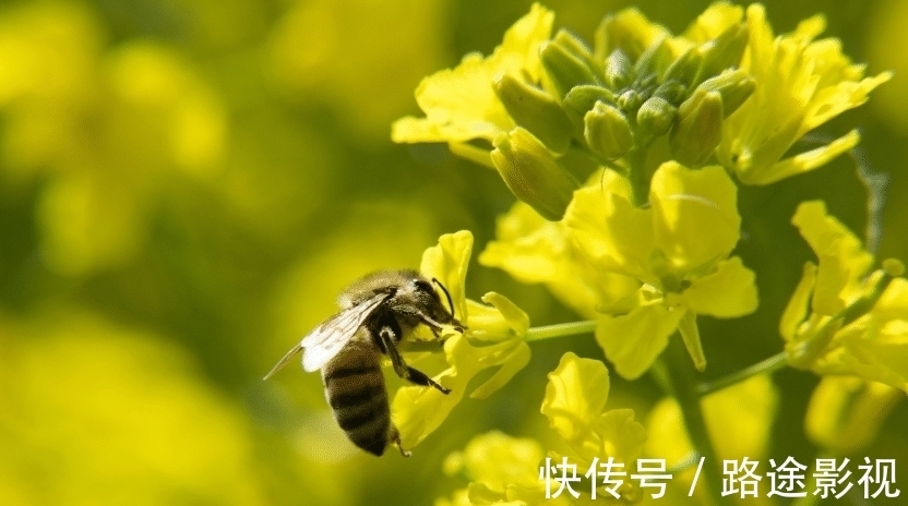 星座|特别珍惜感情，如果对方敷衍，很快选择放弃的星座