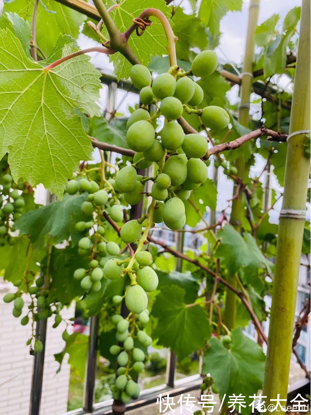 一根大粗枝插土里,枝叶嗖嗖爬满墙,满树冒果子