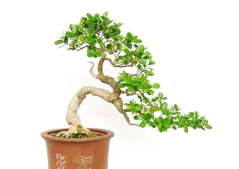 黄杨盆景美不胜收，制作黄杨盆景要注意哪些