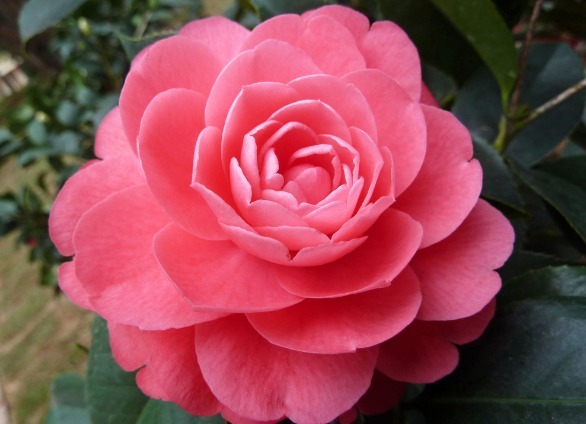 最仙的花卉,迷人的花朵,人见人爱,花朵姿态万千,美