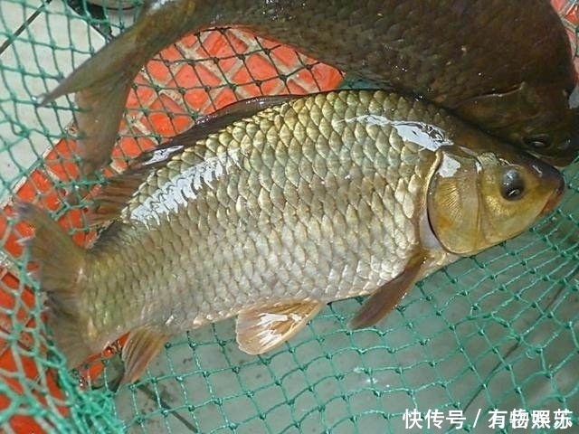 了解鲫鱼吞饵的3个步骤，方可准确提竿，成天爆护而归