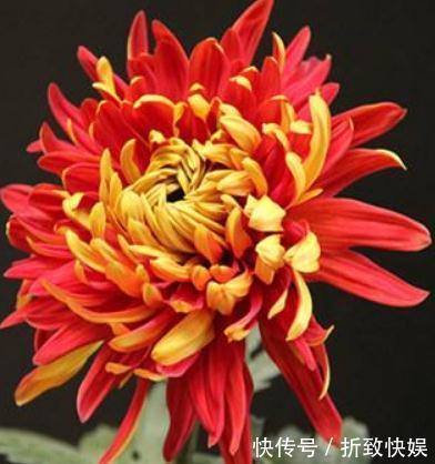 养盆“红菊”摆客厅,花朵有双色,便宜又好养,花一开“满屋红”
