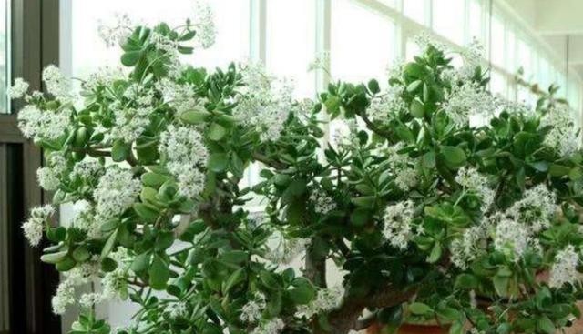 养护|2种常见的花卉,养护起来简单省心,摆放在家里漂亮又美观