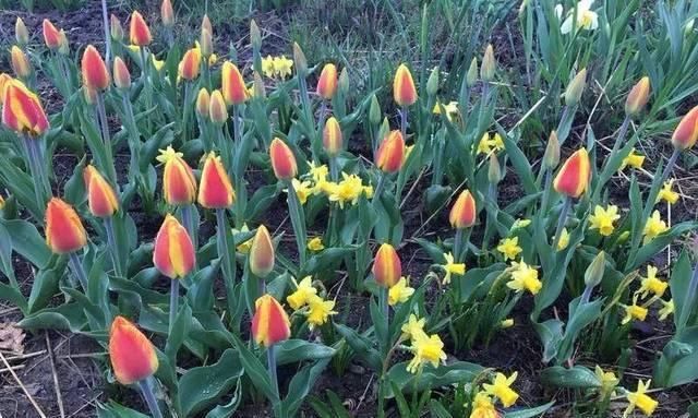 栽种的深度|栽种鳞茎花卉常见的5个问题,南北栽种风信子、郁金香有啥不同