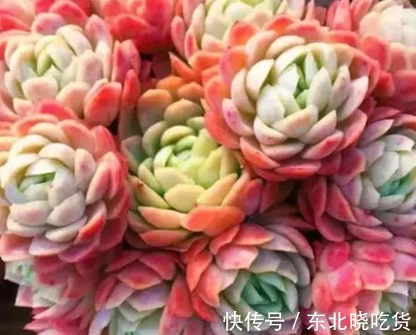 冬天怎么养护多肉冰梅容易出状态,掌握3个方法即可