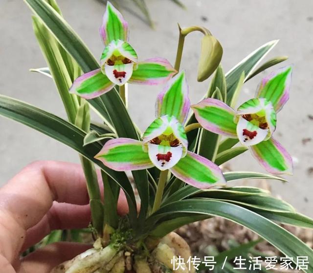 这兰花不常见,一花双色,兰香浓郁,叶带金边,是兰中极品