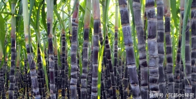 讲究|又到甘蔗大量上市的时节,学会这几个妙招让你吃的开心又健康