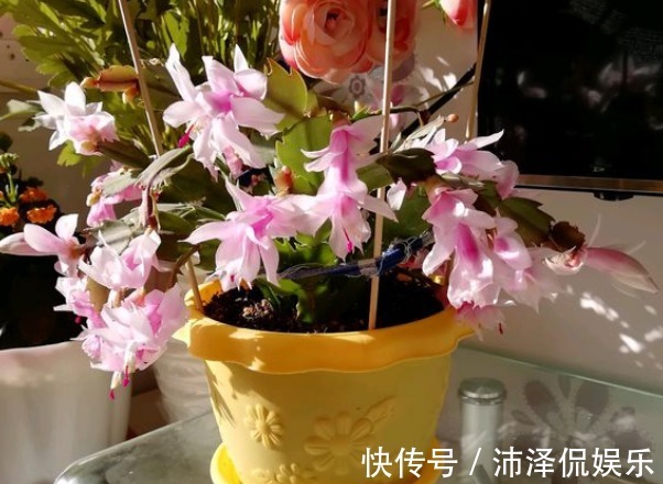 植物|封闭阳台养花,选对植物很关键,选错了养一盆死一盆!