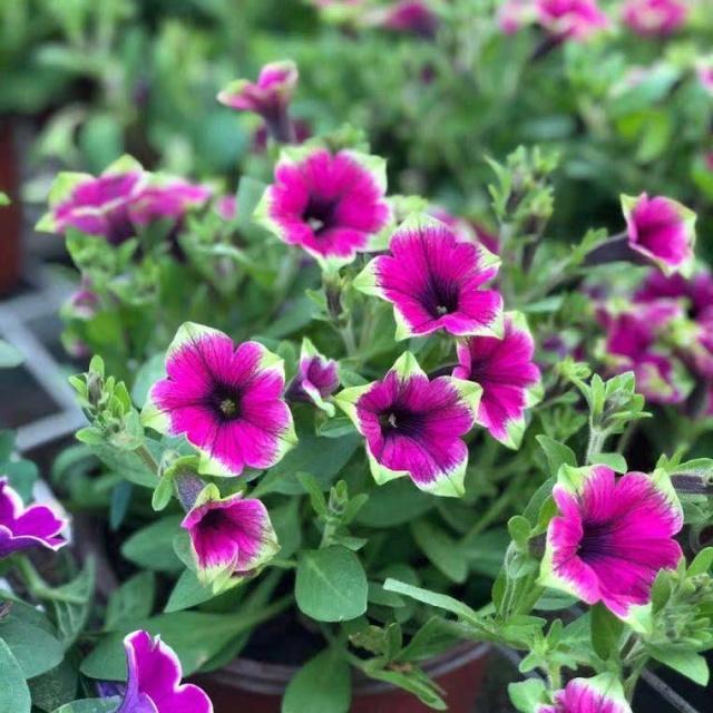 养花施肥小窍门记住“3个不要”，肥料用得少，花儿长得壮