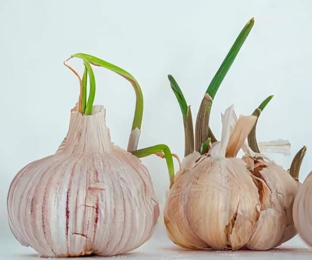 发芽的生姜、洋葱、花生……到底哪些有毒?记牢啦!