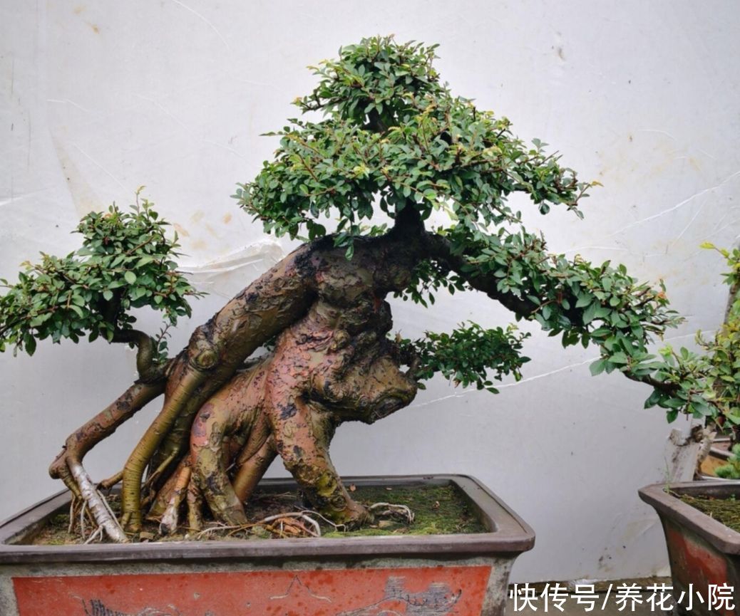 苍劲|农村随处可见的2种植物，拿来做盆景，苍劲古朴，观赏性强