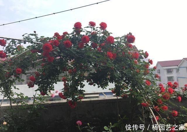 盆栽|开大红花的藤本月季,漂亮又喜庆,三季开花,种植容易,盆栽也行