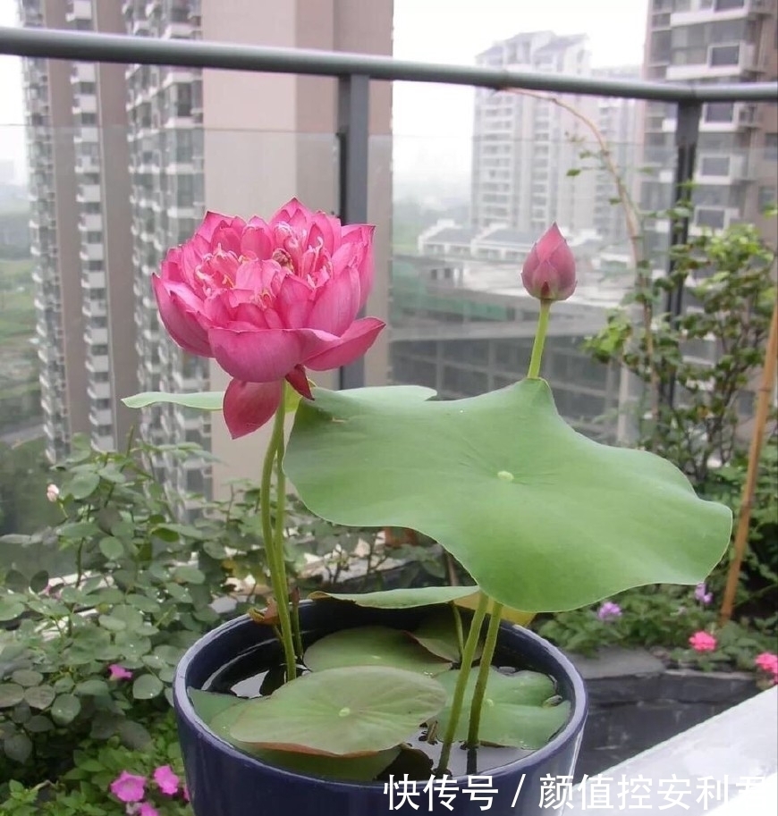 6种“仙气花”,美丽又动人,家里养一盆,就像捡到“大宝贝”