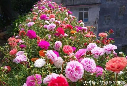 长势|夏天养太阳花,掌握2个要点,花量翻两番,开花一茬接一茬