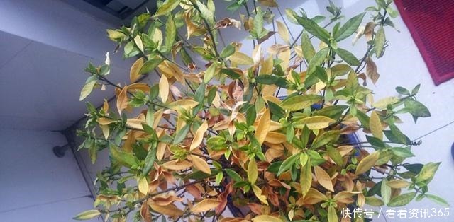 室内装扮|5种花“不吉利”，再喜欢也别放“室内”，你家若有，抓紧搬出去