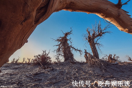 大漠|新疆大漠的“植物化石”，枯倒千年不腐“魔鬼林”秘密原来如此