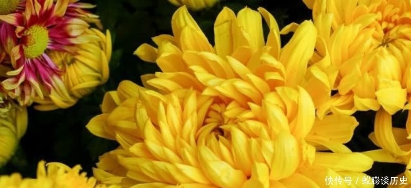 菊花|白居易最经典的一首咏菊诗,通篇意境高远,不失为一首难得的佳作