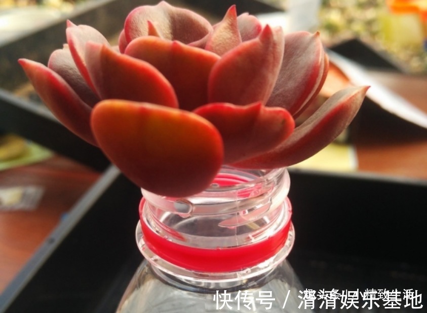 不喜水的多肉,却可以水培2种操作方法,肉肉照样出状态