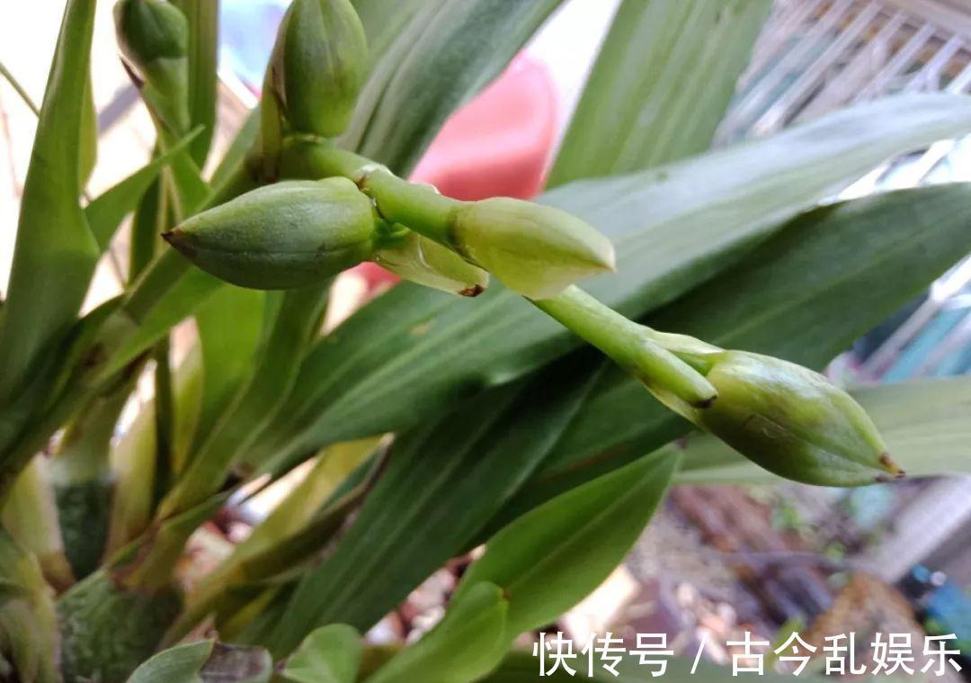 养花技巧：8种情况不能施肥，跟毒药一样，浇完花就玩完了