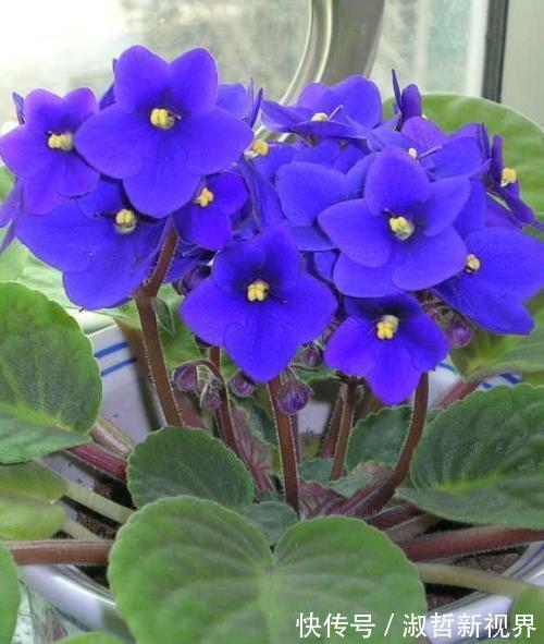 叶子|这“2种花”，摘1片叶子就能插活，花美叶绿，一盆种出20棵