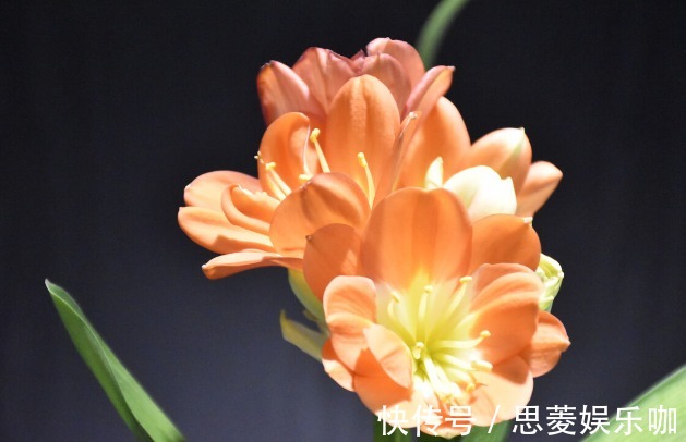 叶子|君子兰有3个症状,及时处理,否则花期不开花