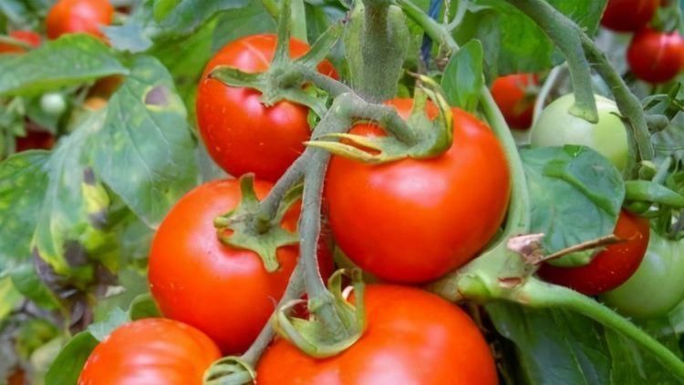 女性担心老太快,要坚持吃3种食物,补充营养,好处多多!