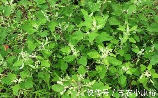 野草|过去是知名的害草，摇身一变成了”高钙菜“，现在城里一斤25元