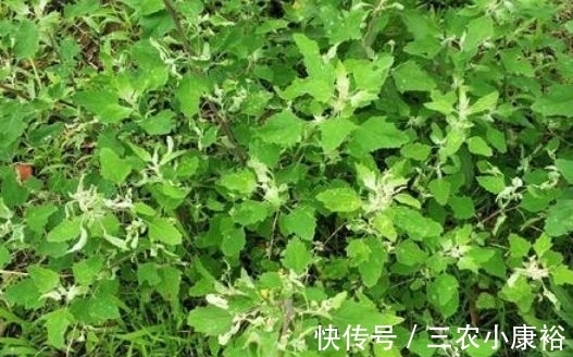 野草|过去是知名的害草,摇身一变成了”高钙菜“,现在城里一斤25元