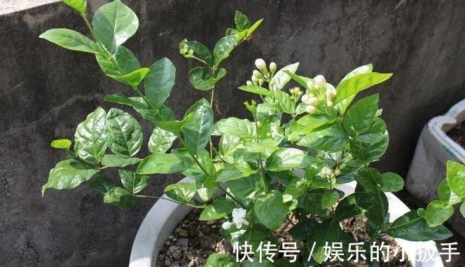 养茉莉，做好3点，叶片绿油油，开花翻几倍，快试试吧