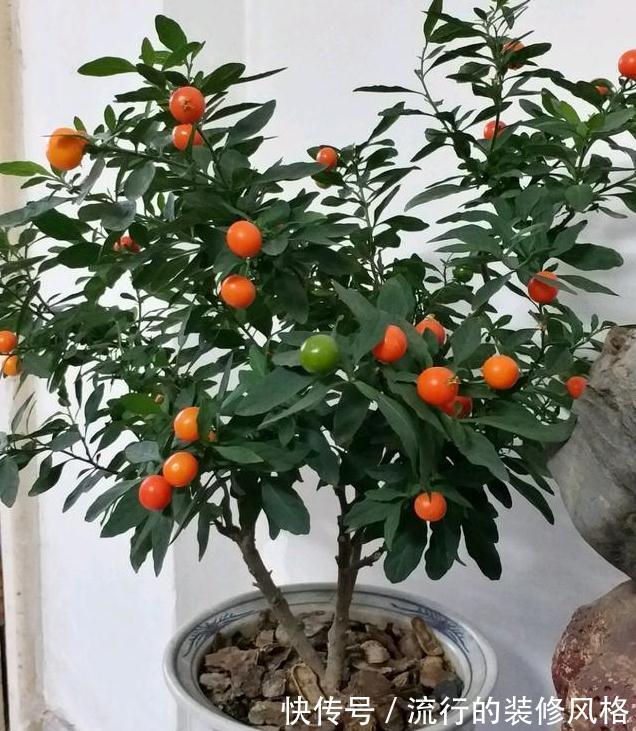 此3种花,物美价廉颜值高,养护简单易爆盆,特别适合新手养