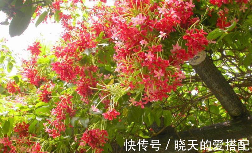 时间长|养使君子，土、光、水符合需求，开花又多又时间长，种子还能药用